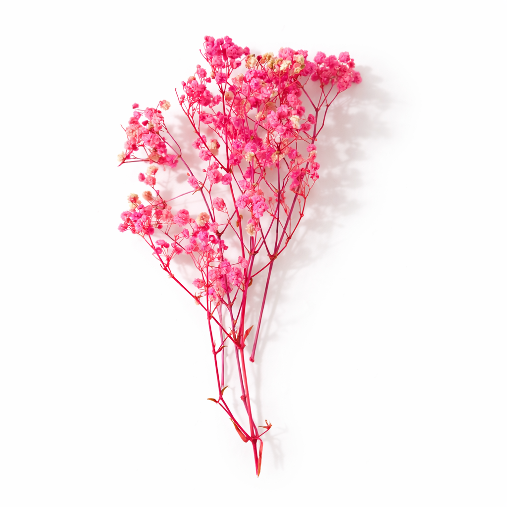 Natural dried Baby's Breath flowers by Givana, showcasing delicate white blooms in a rustic arrangement.
