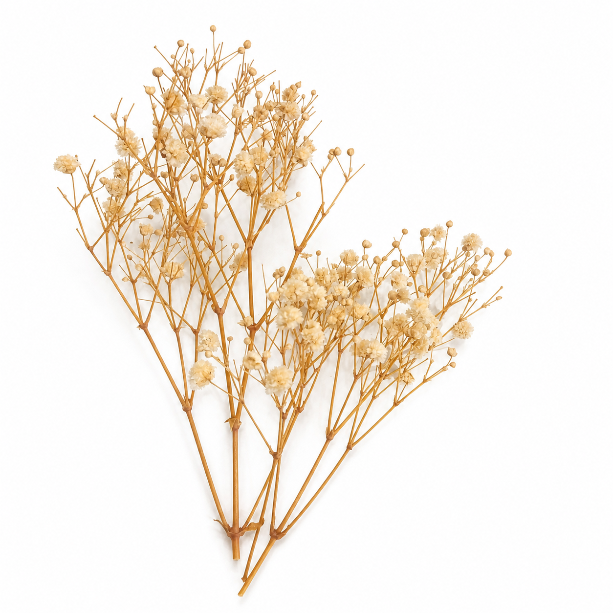 Golden Baby Breath – Dried Flowers (Ivory White) 🤍✨