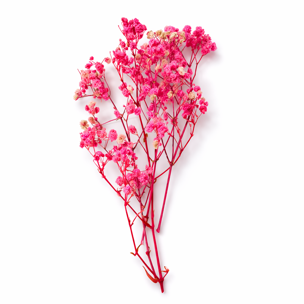 Natural dried Baby’s Breath flowers in delicate clusters, showcasing their soft white blooms and fine stems by Givana.